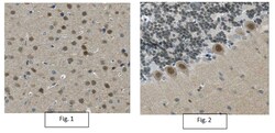 MilliporeSigma Mouse anti-CRTC1, Clone: 5F3.1, 100&mu;g:Antibodies, Monoclonal
